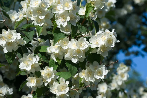 Philadelphus Coronarius Süße Scheinorange Englischer Hartriegel Weiße Blüten Sonnigen Tagen — Stockfoto