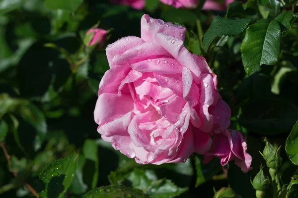 Rosa Rosa Flor Con Gotas Agua Primer Plano Día Soleado —  Fotos de Stock