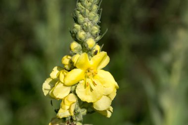 Verbascum thapsus, harika mullein sarı çiçekleri yakın plan seçici odaklanma