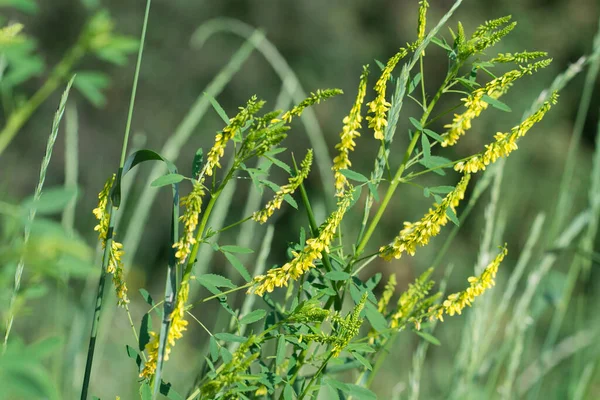 Melilotus Officinalis Сладкий Желтый Клевер Цветы Лугу Крупным Планом Селективного — стоковое фото