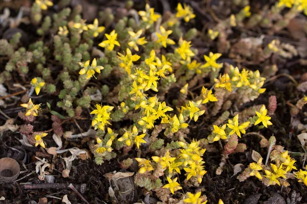 Sedum Acro Muschio Oro Stonecrop Fiori Primo Piano Fuoco Selettivo — Foto Stock