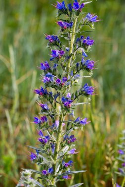 Echium vulgare, Viper 's Bugloss, Blueweed Blue Flowers yakın plan seçici odak