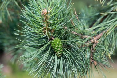 Dal üzerinde yeşil çam kozalağı yakından seçilmiş odak
