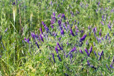 Vicia Villosa, çimenlikteki kıllı menekşe çiçekleri yakın plan seçici odak