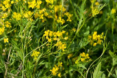 Rorippa Sylvestris, güneşli bir günde süzülen sarı tereli çiçekler seçici odak noktası