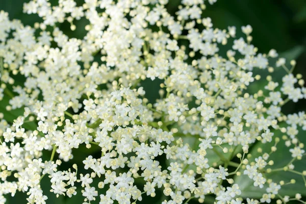 Sambucus Nigra Czarny Starszy Białe Kwiaty Zbliżenie Selektywne Ostrość — Zdjęcie stockowe