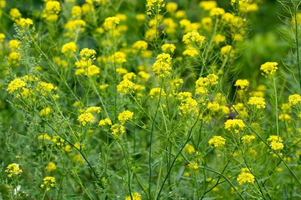 Rapeseed Yellow Flowers Meadow Closeup Selective Focus — ストック写真