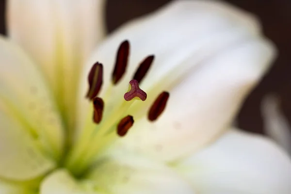 Biały Lilia Kwiat Wewnątrz Makro Selektywny Ostrość — Zdjęcie stockowe