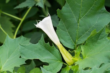 Datura stramonyumu, dikenli elma, beyaz zehirli çiçekler yakın plan seçici odak