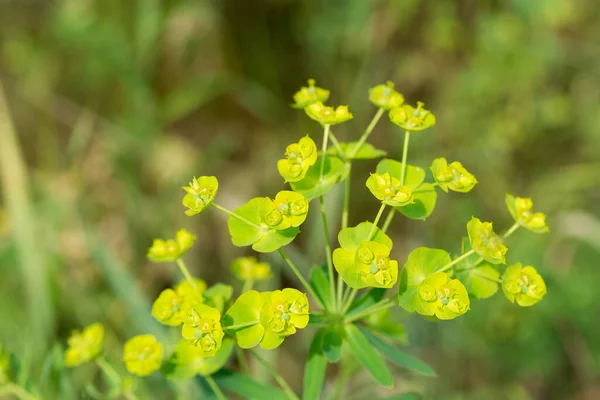 Euphorbia Cyparissias Cypress Spurge Green Ish Flowers Close Seup Selective — стоковое фото