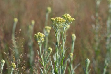 Helichrysum, cüce... Sonsuz sarı çiçekler... Seçici odaklanma...
