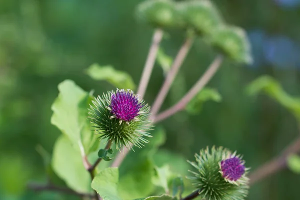 Arctium Lesser Burdock Purple Flowers Closeup Seelctive Focus — Foto Stock