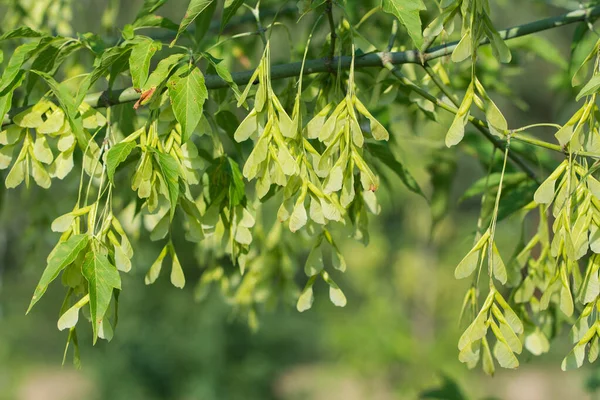 Acer Negundo Box Elder Fruit Leaves Branch Closeup Selective Focus — Foto Stock