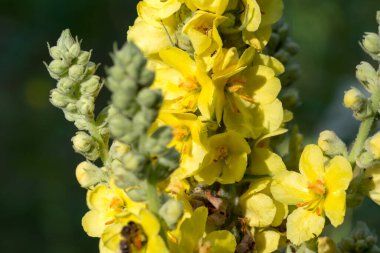 Verbascum thapsus, harika mullein sarı yaz çiçekleri yakın seçici odak