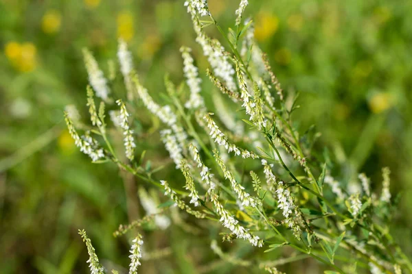 Melilotus Albus Honey Clover White Flowers Meadow Closeup Selective Focus — Stock Photo, Image