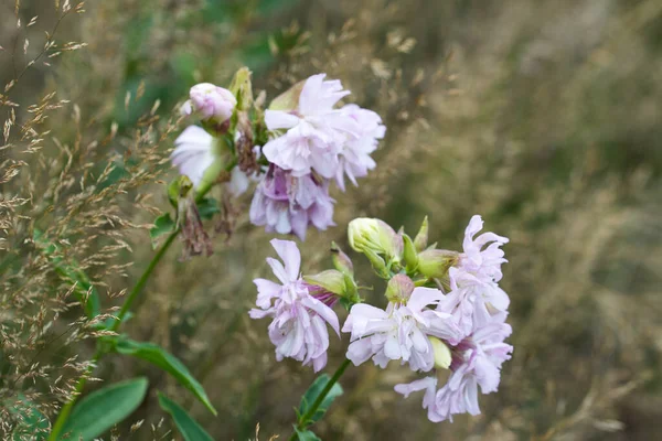 Securigera varia, purple crown vetch pink flowers in meadow closeup selective focus