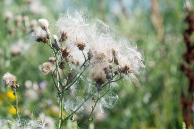 Sirum arvense sürünen devedikeni otlakta kabarık tohumlar yakın plan seçici odak