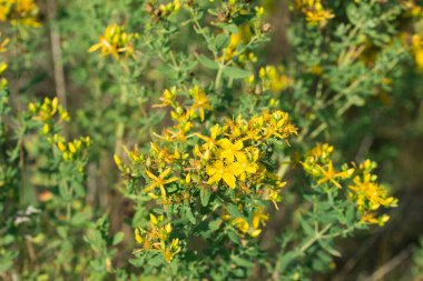 Hypericum perforatum, St. John 's Wort yaz sarı çiçekleri yakın çekim seçici odak