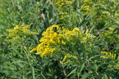 Solidago canadensis, Kanada altın çubuklu zirvesi sarı çiçekler kapalı seçici odak