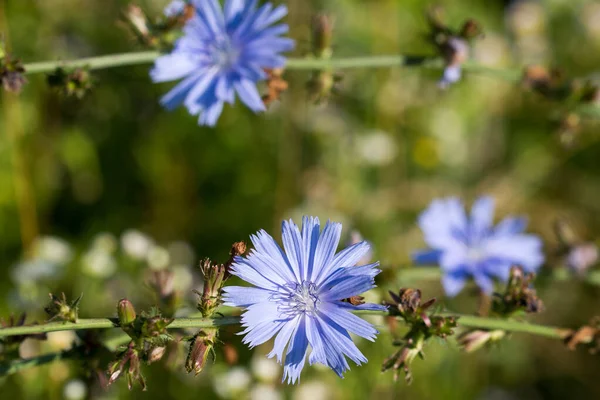 Wspólna Cykoria Niebieskie Kwiaty Łące Zbliżenie Selektywne Ostrość — Zdjęcie stockowe