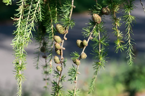 Fresh Green Larch Cones Closeup Selective Focus — Stock fotografie