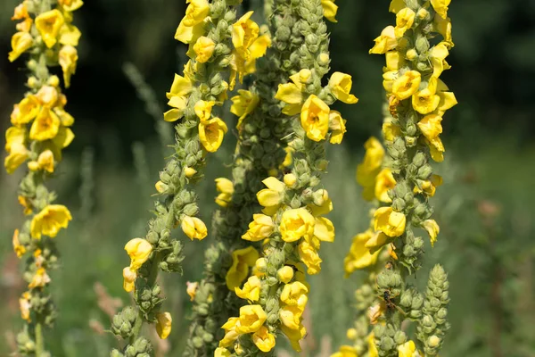 Verbascum Thapsus Great Mullein Yellow Summer Flowers Closeup Selective Focus — Photo