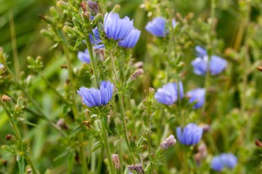 Çayır içinde yaygın mavi çiçekler. Yakın plan seçici odak.