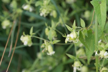 Silene baccifera, Berry catchfly beyaz çiçekler seçici odaklanma