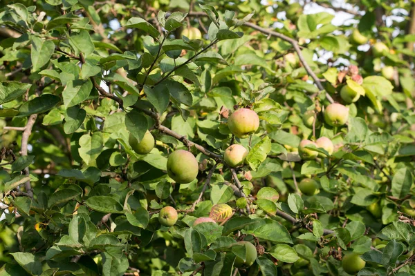 Apple Tree Fruits Summer Orchard — стоковое фото