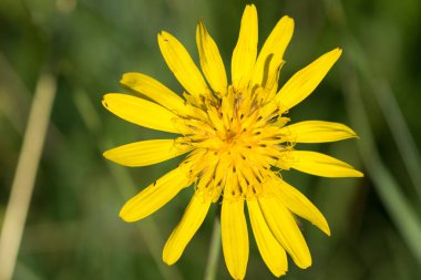 Tragopogon, keçi sakalı sarı çiçek çayırda yakın plan seçici odak