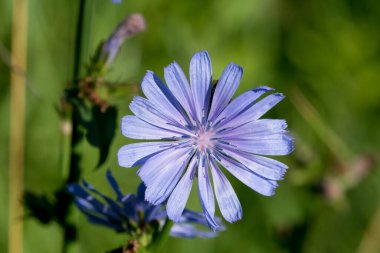 Çayır içinde yaygın mavi çiçekler. Yakın plan seçici odak.