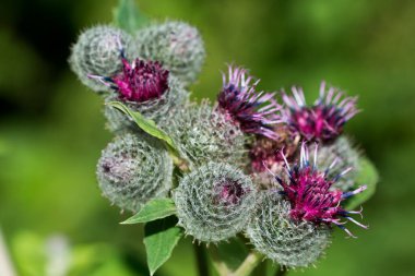 Arctium tomentosum, woolly or downy burdock violet flowers closeup selective focus