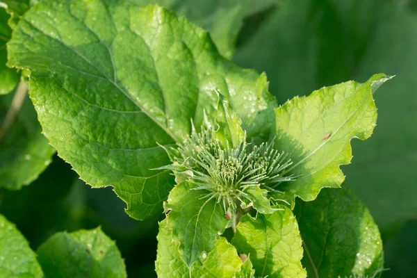 Arctium Burdock Green Buds Closeup Selective Focus — Zdjęcie stockowe