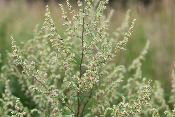 Artemisia Vulgaris Common Mugwort Flowers Meadow Closeup Selective Focus — Stock Photo, Image