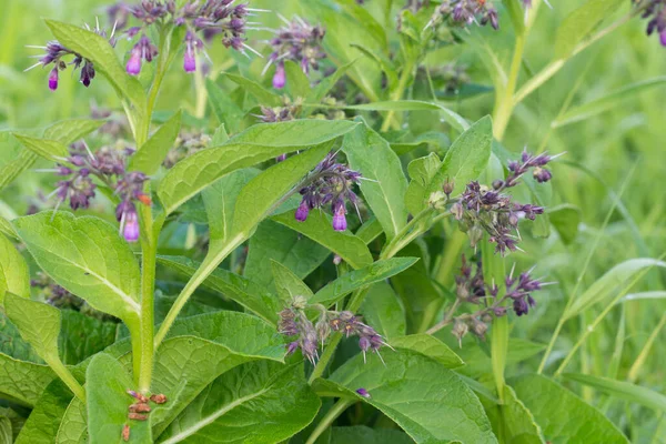 Symphytum Officinale Common Comfrey Flowers Meadow Closeup Selective Focus — Stock Photo, Image