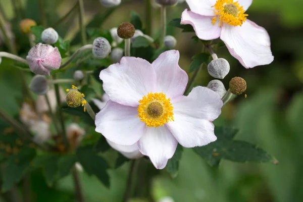 Anemone Scabiosa Pink Garden Flowers Closeup Selective Focus — Stock Photo, Image