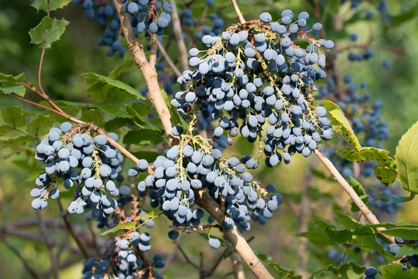 Mahonia Aquifolium Oregon Grape Blue Berries Closeup Selective Focus — Stockfoto