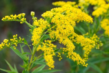 Solidago canadensis,  Canada goldenrod yellow summer flowers closeup selective focus