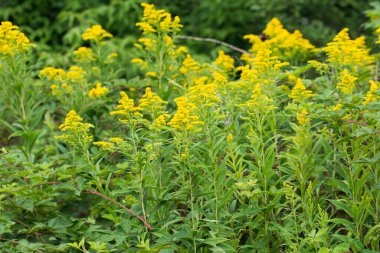 Solidago canadensis,  Canada goldenrod yellow summer flowers closeup selective focus