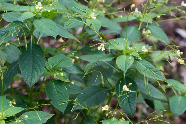 Impatiens Parviflora Small Balsam Summer Flowers Closeup Selective Focus — Stok Foto
