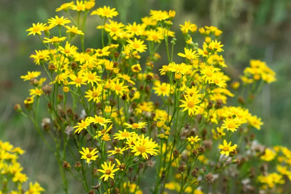 Sedum Acre Goldmoss Stonecrop Yellow Flowers Closeup Selective Focus — Stockfoto