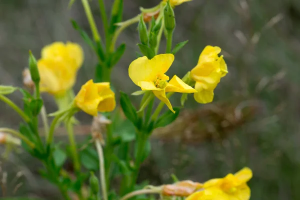 Oenothera Biennis Common Evening Primrose Yellow Flowers Close Seup Selective — стоковое фото