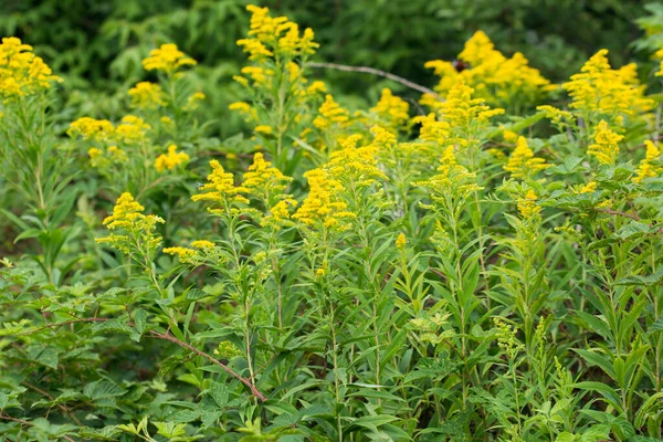 Solidago Canadensis Canada Goldenrod Yellow Summer Flowers Closeup Selective Focus Stockbild