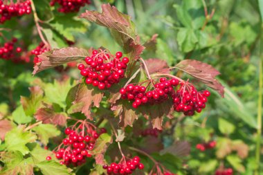 Viburnum opulus guelder rose red berries closeup selective focus