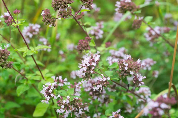 Origanum Vulgare Oregano Summer Flowers Closeup Selective Focus — Stok fotoğraf