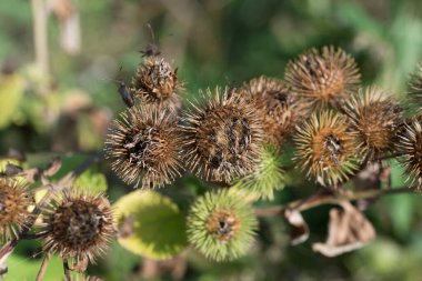 Arctium lappa, greater burdock dried and green flowers closeup selective focus