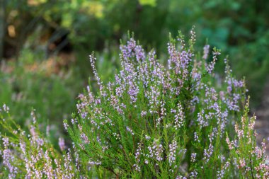 Ormandaki funda çiçekleri seçici odak noktalarını kapatır