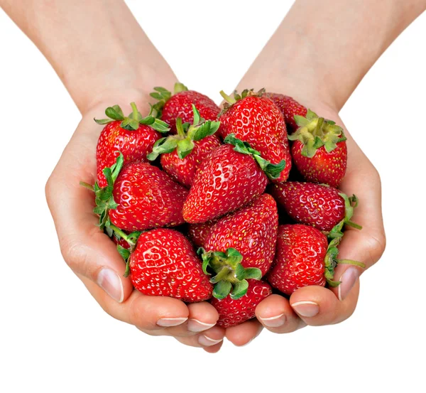 Mains féminines pleines de fraises biologiques — Photo