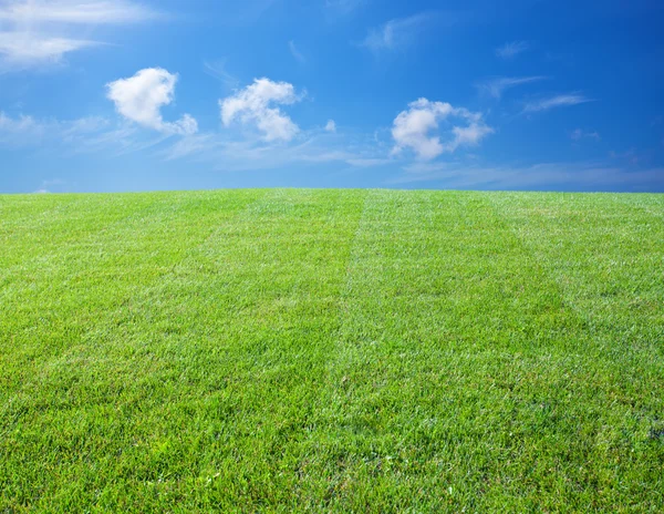 Green lawn Stock Image