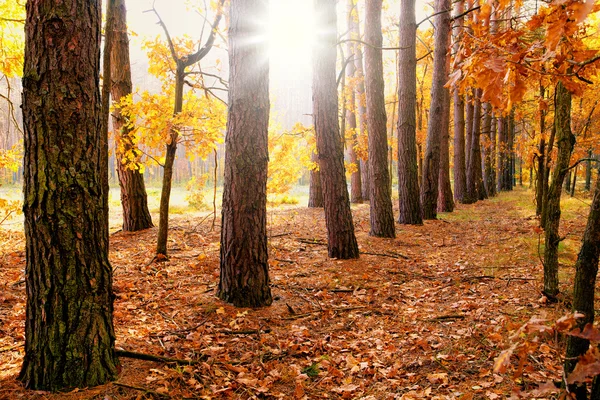 Autumn forest — Stock Photo, Image